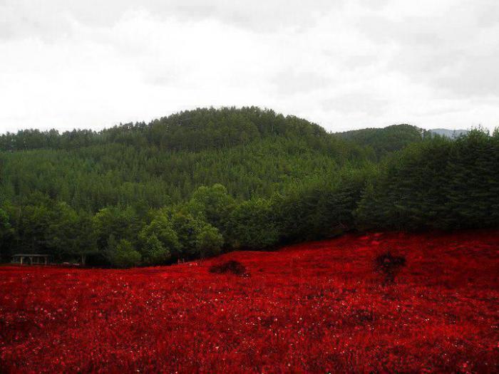 ブルガリアの国旗、写真