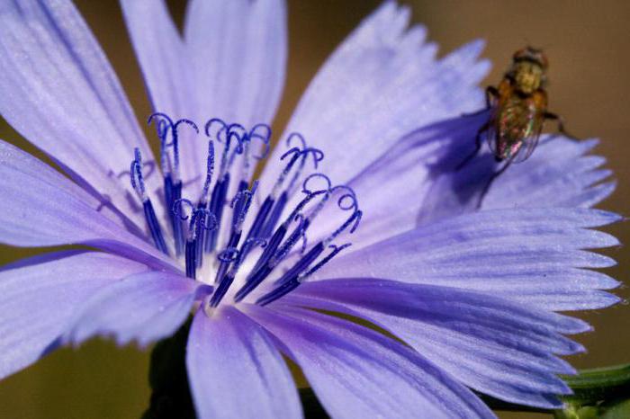 民俗医学のチコリーの花。チコリーの花のメリットは？