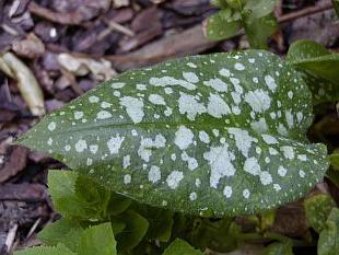 Medunica officinalis：有用な特性と用途